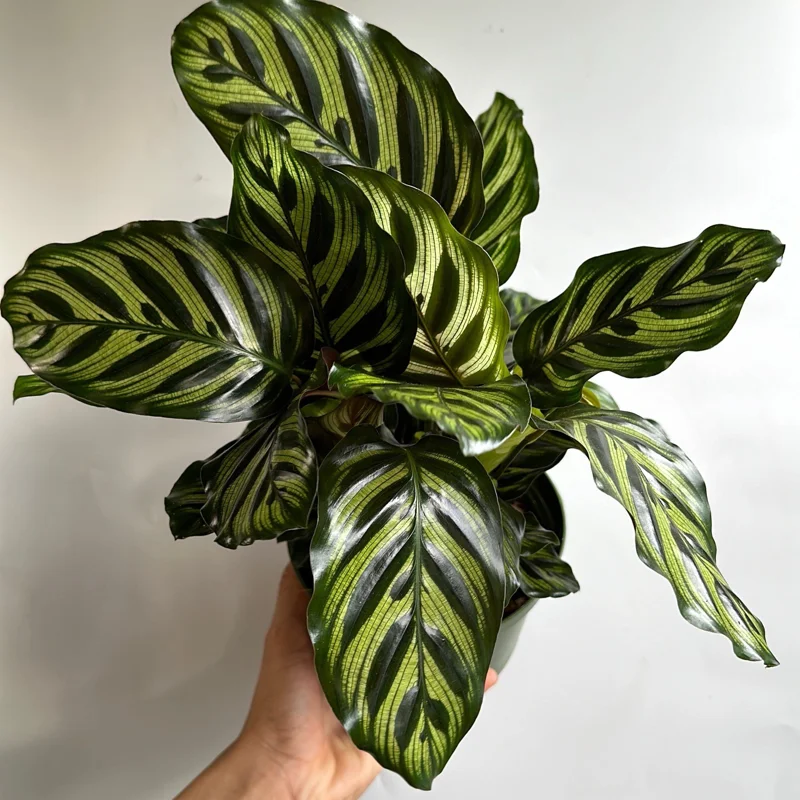 Calathea Makoyana Live Plant – 6 inch Pot – Pet Safe Indoor Houseplant Calathea Makoyana Live Plant – 6 inch Pot – Pet Safe Indoor Houseplant - Image 4