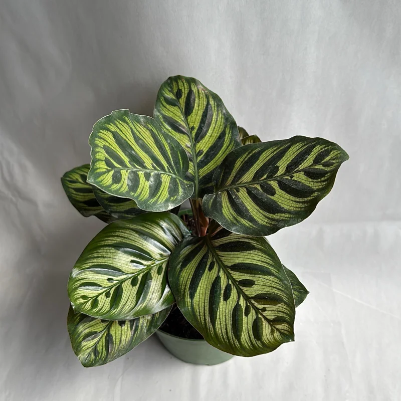 Calathea Makoyana Live Plant – 6 inch Pot – Pet Safe Indoor Houseplant Calathea Makoyana Live Plant – 6 inch Pot – Pet Safe Indoor Houseplant - Image 5