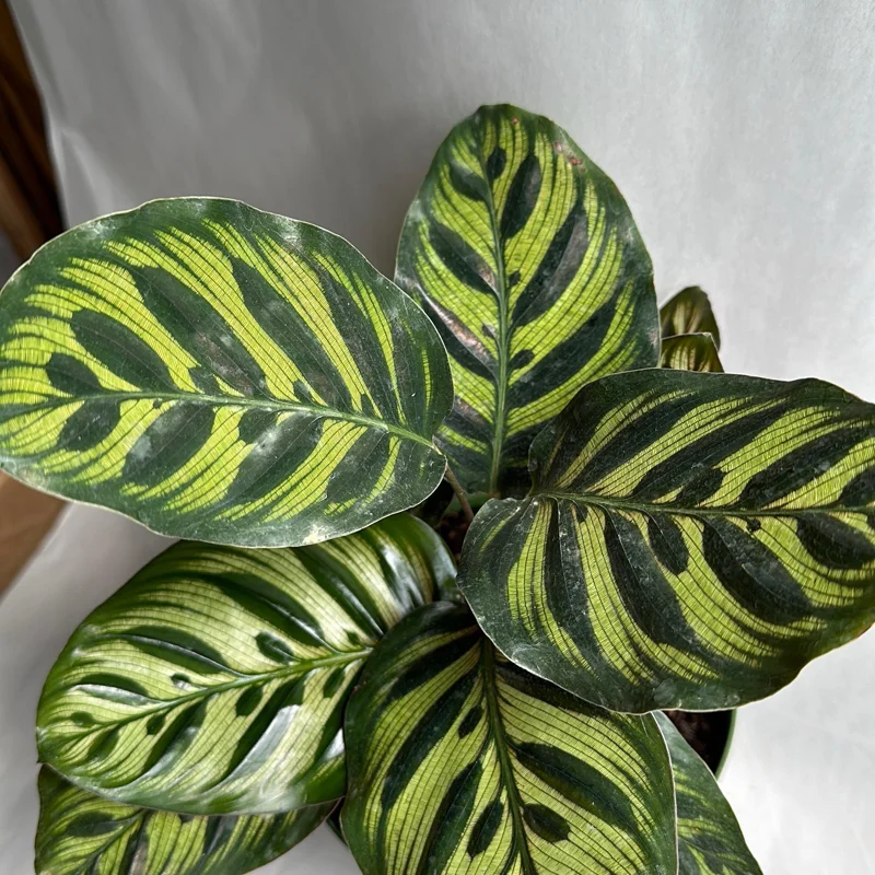 Calathea Makoyana Live Plant – 6 inch Pot – Pet Safe Indoor Houseplant Calathea Makoyana Live Plant – 6 inch Pot – Pet Safe Indoor Houseplant - Image 6