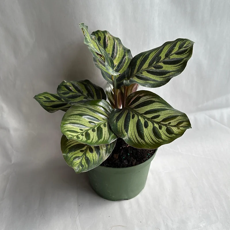 Calathea Makoyana Live Plant – 6 inch Pot – Pet Safe Indoor Houseplant Calathea Makoyana Live Plant – 6 inch Pot – Pet Safe Indoor Houseplant - Image 7