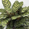 Calathea Makoyana Live Plant – 6 inch Pot – Pet Safe Indoor Houseplant Calathea Makoyana Live Plant – 6 inch Pot – Pet Safe Indoor Houseplant - Image 1