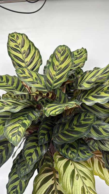 Calathea Makoyana Live Plant – 6 inch Pot – Pet Safe Indoor Houseplant - Image 1