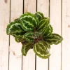 Calathea Medallion Live Plant – 6 inch Pot – Indoor Tropical Houseplant Calathea Medallion Live Plant – 6 inch Pot – Indoor Tropical Houseplant - Image 1