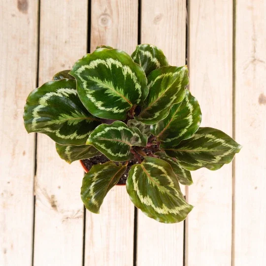 Calathea Medallion Live Plant – 6 inch Pot – Indoor Tropical Houseplant - Image 1