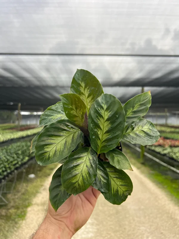 Calathea Misto Live Plant – Tropical Houseplant – 4 inch Pot – Indoor - Image 2