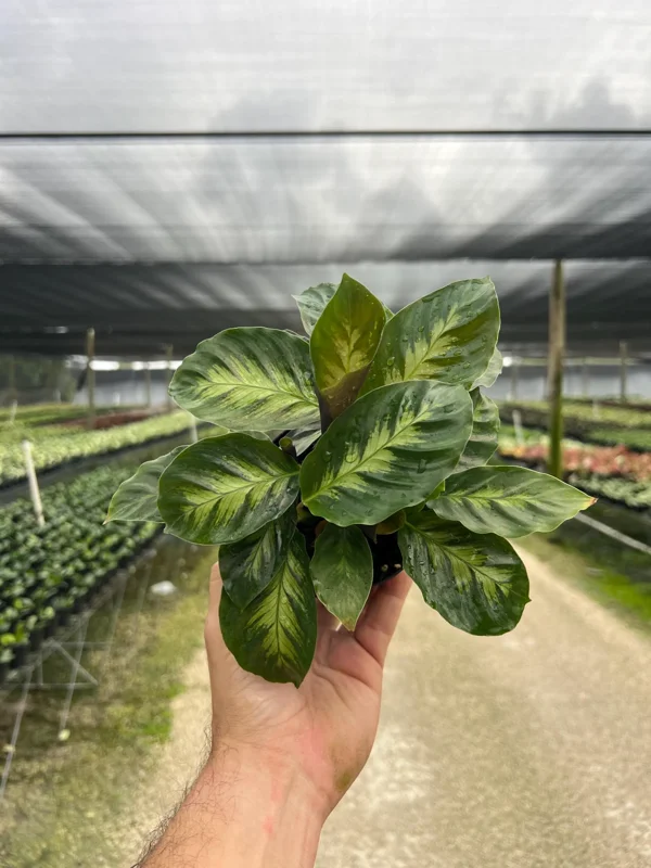Calathea Misto Live Plant – Tropical Houseplant – 4 inch Pot – Indoor - Image 1