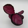 Calathea Pink Star Rosy Live Indoor Plant – 4 Inch Pot – Tropical Foliage - Image 1