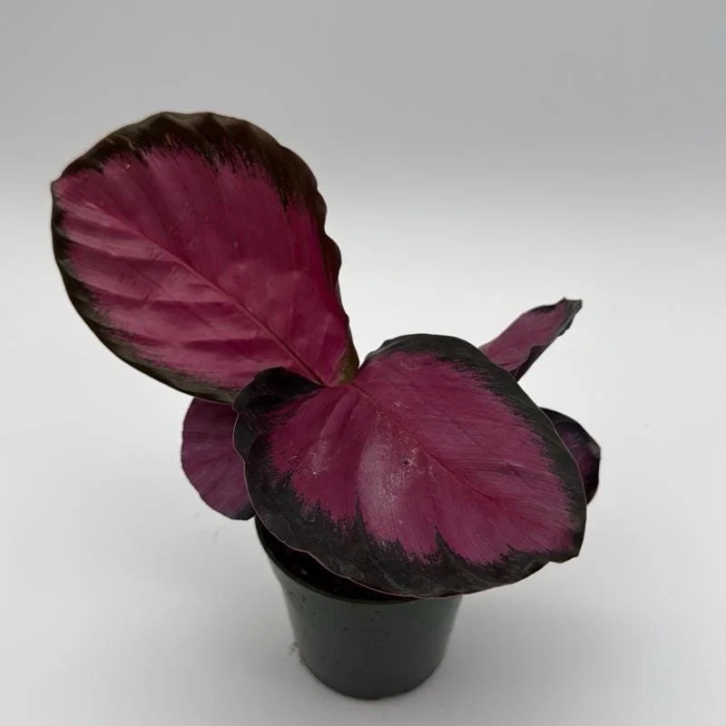 Calathea Pink Star Rosy Live Indoor Plant – 4 Inch Pot – Tropical Foliage - Image 2