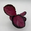Calathea Pink Star Rosy – Live Indoor Plant – 4" Pot – Tropical Foliage Calathea Pink Star Rosy – Live Indoor Plant – 4" Pot – Tropical Foliage - Image 1