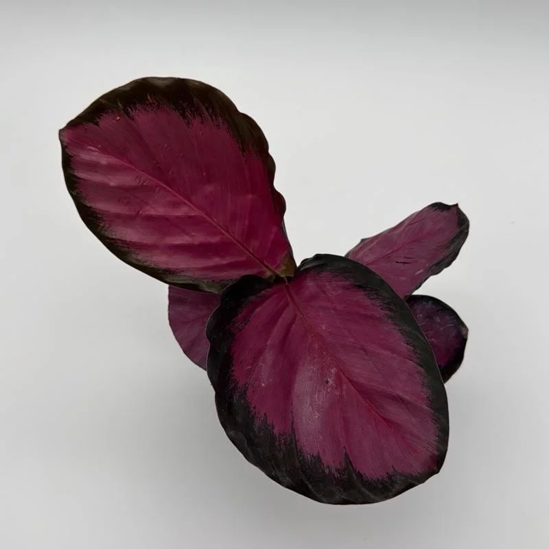 Calathea Pink Star Rosy – Live Indoor Plant – 4" Pot – Tropical Foliage - Image 1