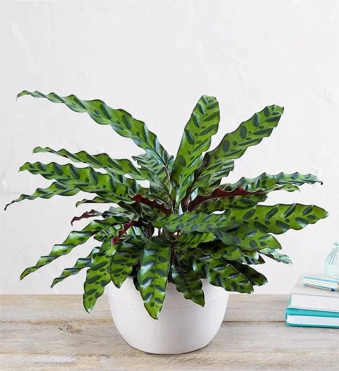 Calathea Rattlesnake Plant Live Tropical Houseplant in 6" Pot Indoor - Image 2