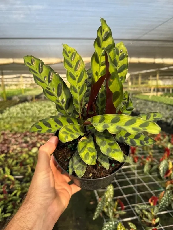 Calathea Rattlesnake Plant Live Tropical Houseplant in 6" Pot Indoor - Image 1