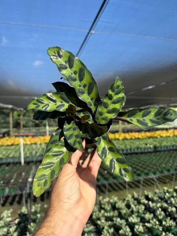 Calathea Rattlesnake Prayer Plant Live Tropical Houseplant in 4" Pot - Image 1