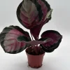 Calathea Roseopicta Live Plant – Pale Rosy Indoor Foliage – Pet Friendly – 4" Pot Calathea Roseopicta Live Plant – Pale Rosy Indoor Foliage – Pet Friendly – 4" Pot - Image 1