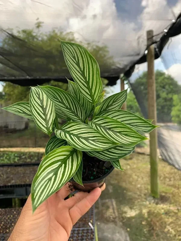 Calathea Vittata Pinstripe Prayer Plant - Live Houseplant in 4 inch Pot - Image 1