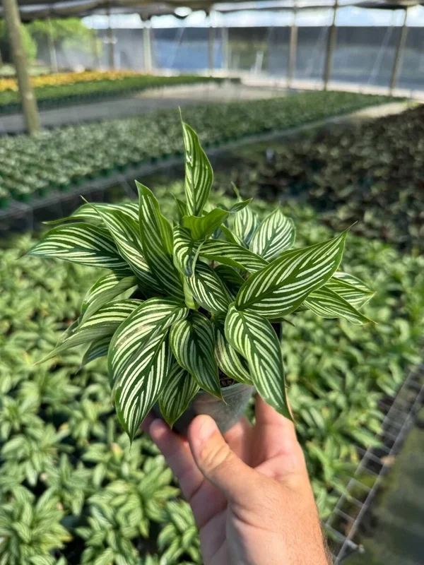 Calathea Vittata Pinstripe Prayer Plant - Live Houseplant in 4 inch Pot - Image 2