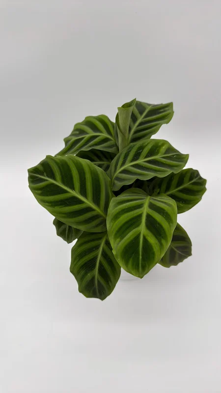 Calathea Zebrina Live Plant – 6 Inch Pot – Pet-Friendly Houseplant - Image 2