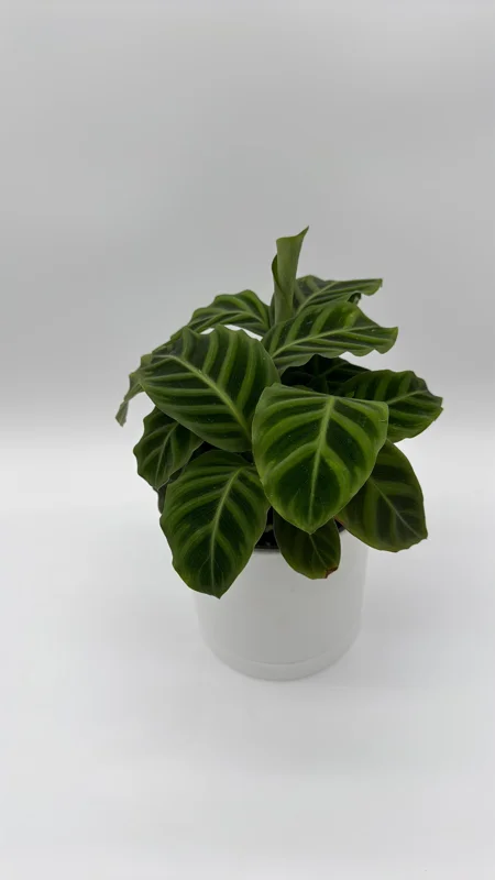 Calathea Zebrina Live Plant – 6 Inch Pot – Pet-Friendly Houseplant - Image 1