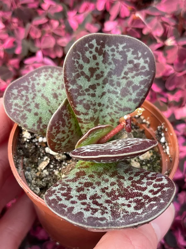 Calico Hearts Succulent Live Plant – Adromischus Maculatus – Unique Foliage - Image 2