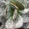 Calico Hearts Succulent Live Plant – Adromischus Maculatus – Unique Foliage - Image 1