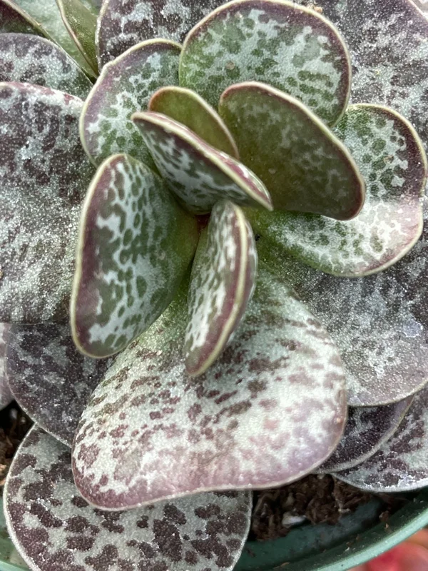 Calico Hearts Succulent Live Plant – Adromischus Maculatus – Unique Foliage - Image 1