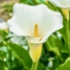 Calla Lily Live Plant White Zantedeschia Aethiopica 12" Florist Flower Plant w/ Bulb Calla Lily Live Plant White Zantedeschia Aethiopica 12" Florist Flower Plant w/ Bulb - Image 1