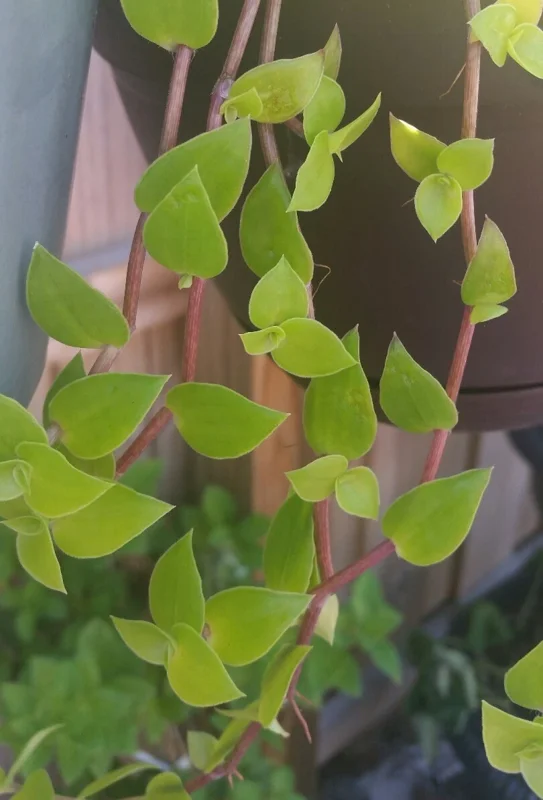 Callisia Cordifolia Green Trailing Wandering Jew Live Plant - Easy Care Inch Plant - Image 2