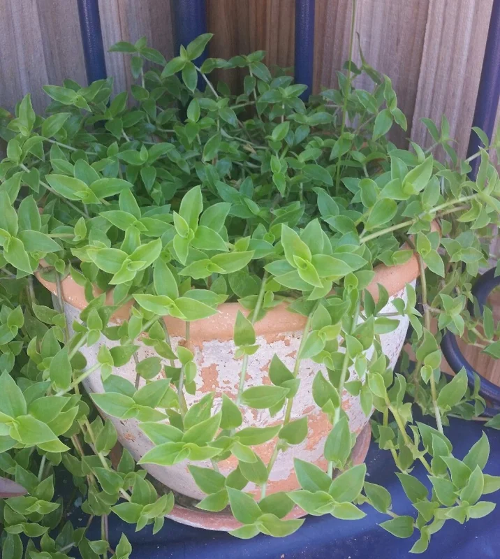 Callisia Cordifolia Green Trailing Wandering Jew Live Plant - Easy Care Inch Plant - Image 1