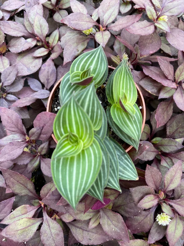 Callisia Elegans Striped Inch Plant Live Plant – Indoor Potted Houseplant Callisia Elegans Striped Inch Plant Live Plant – Indoor Potted Houseplant - Image 2