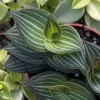 Callisia Elegans Striped Inch Plant Live Plant – Indoor Potted Houseplant Callisia Elegans Striped Inch Plant Live Plant – Indoor Potted Houseplant - Image 1