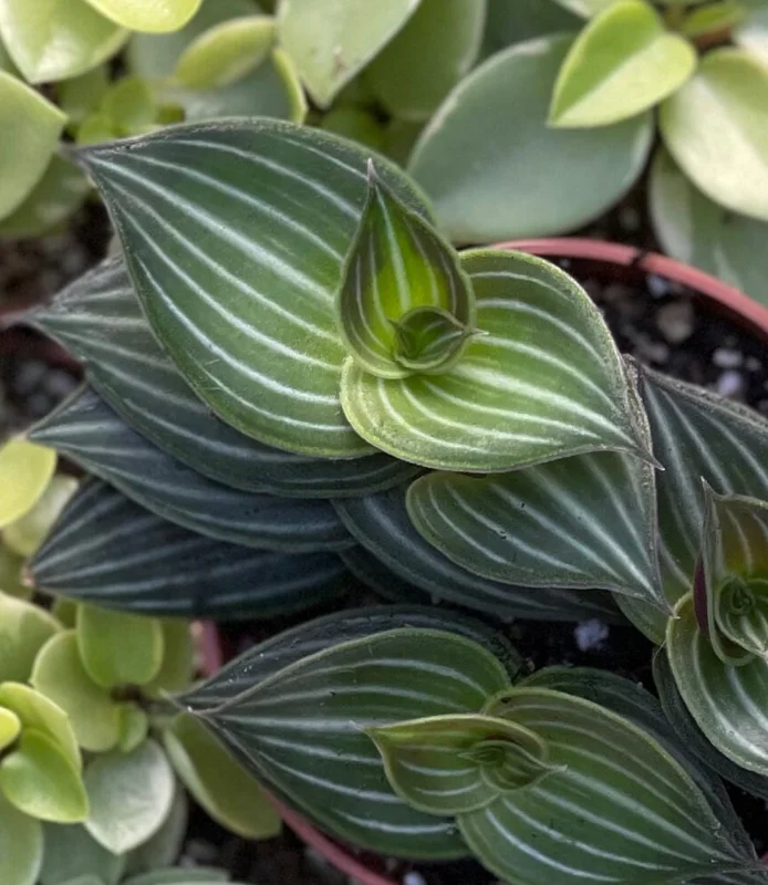 Callisia Elegans Striped Inch Plant Live Plant – Indoor Potted Houseplant Callisia Elegans Striped Inch Plant Live Plant – Indoor Potted Houseplant - Image 1