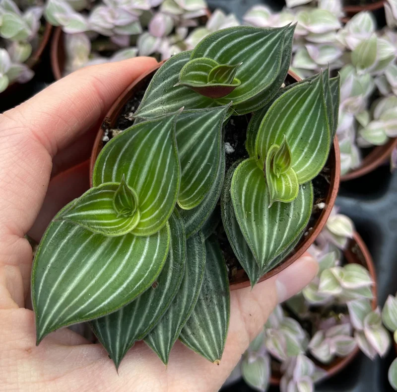 Callisia Elegans Striped Inch Plant Live Plant – Indoor Potted Houseplant Callisia Elegans Striped Inch Plant Live Plant – Indoor Potted Houseplant - Image 3