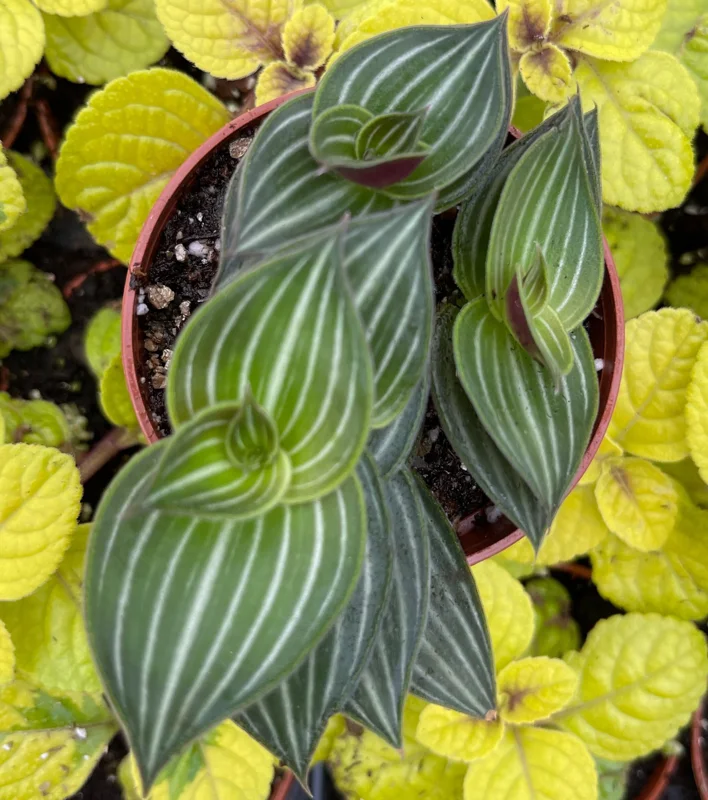 Callisia Elegans Striped Inch Plant Live Plant – Indoor Potted Houseplant Callisia Elegans Striped Inch Plant Live Plant – Indoor Potted Houseplant - Image 4