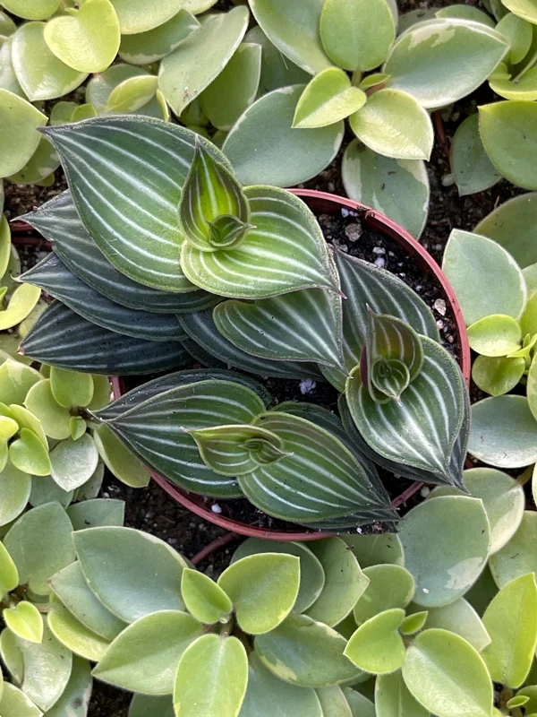Callisia Elegans Striped Inch Plant Live Plant – Indoor Potted Houseplant Callisia Elegans Striped Inch Plant Live Plant – Indoor Potted Houseplant - Image 5