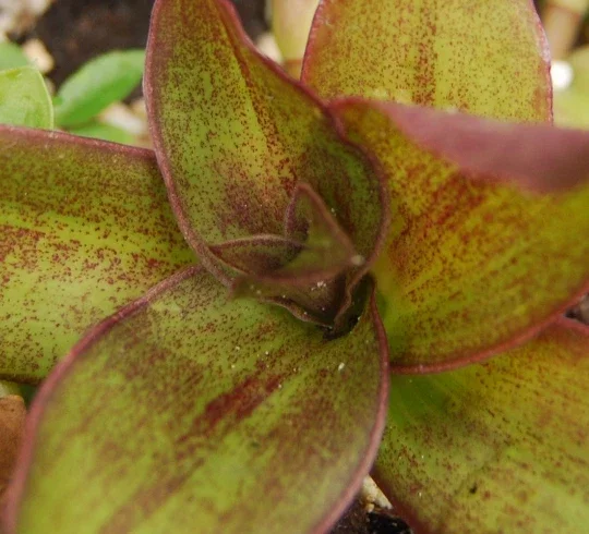 Callisia fragrans 'Family Doctor' Wandering Jew Live Plant - Basket Chain Plant - Easy Care Indoor - Image 2