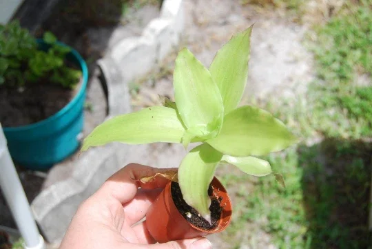 Callisia fragrans 'Family Doctor' Wandering Jew Live Plant - Basket Chain Plant - Easy Care Indoor Callisia fragrans 'Family Doctor' Wandering Jew Live Plant - Basket Chain Plant - Easy Care Indoor - Image 3