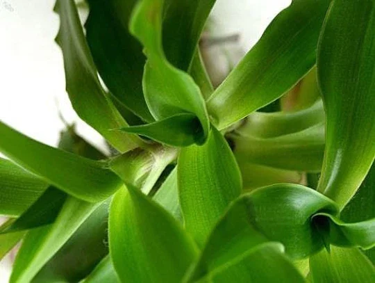 Callisia fragrans 'Family Doctor' Wandering Jew Live Plant - Basket Chain Plant - Easy Care Indoor - Image 1
