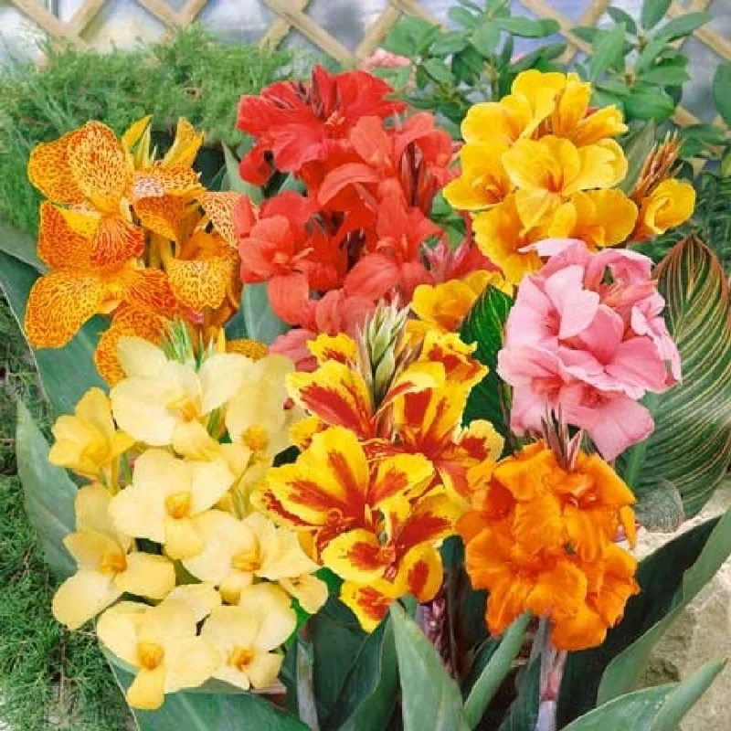 Canna Lily Bulbs 3 Mixed Flower Plant Bulbs - Tall Pink, Red, Orange, Yellow Blooms Canna Lily Bulbs 3 Mixed Flower Plant Bulbs - Tall Pink, Red, Orange, Yellow Blooms - Image 1