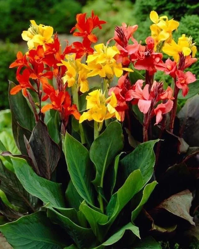 Canna Lily Bulbs 3 Mixed Flower Plant Bulbs - Tall Pink, Red, Orange, Yellow Blooms Canna Lily Bulbs 3 Mixed Flower Plant Bulbs - Tall Pink, Red, Orange, Yellow Blooms - Image 2