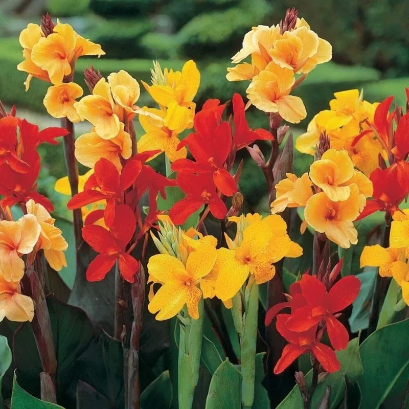 Canna Lily Bulbs 3 Mixed Flower Plant Bulbs - Tall Pink, Red, Orange, Yellow Blooms Canna Lily Bulbs 3 Mixed Flower Plant Bulbs - Tall Pink, Red, Orange, Yellow Blooms - Image 3