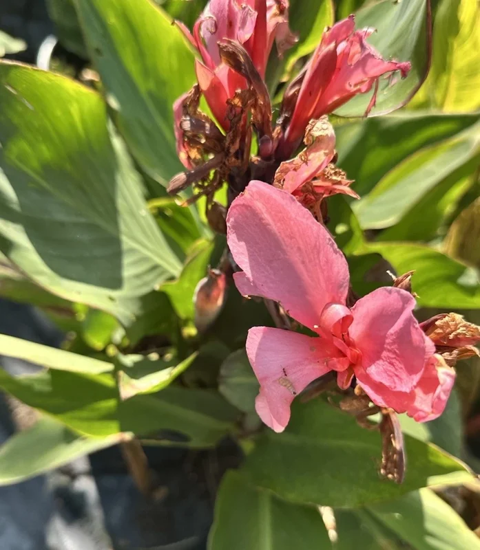 Canna Lily California Pink Flower Bulbs - 2 Live Bulbs, Tall Green Leaves Canna Lily California Pink Flower Bulbs - 2 Live Bulbs, Tall Green Leaves - Image 2
