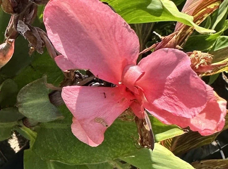 Canna Lily California Pink Flower Bulbs - 2 Live Bulbs, Tall Green Leaves Canna Lily California Pink Flower Bulbs - 2 Live Bulbs, Tall Green Leaves - Image 1