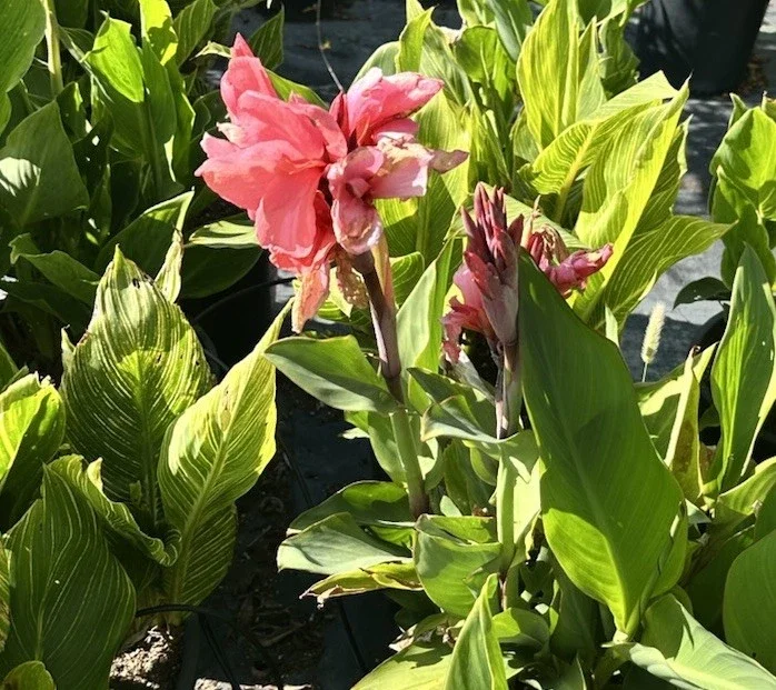 Canna Lily California Pink Live Plant - Tall, Green Leaves Canna Lily California Pink Live Plant - Tall, Green Leaves - Image 3