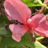 Canna Lily California Pink Live Plant - Tall, Green Leaves Canna Lily California Pink Live Plant - Tall, Green Leaves - Image 1