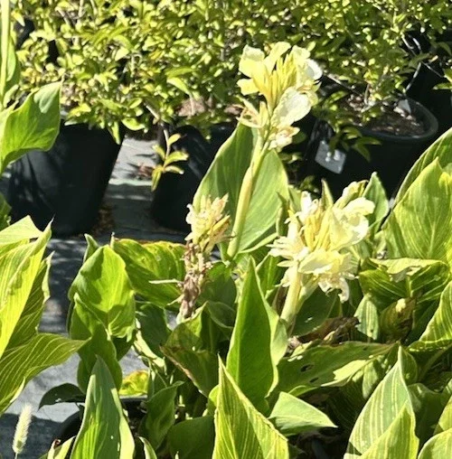 Canna Lily California Yellow 2 Live Plant Bulbs – Tall Green Foliage Canna Lily California Yellow 2 Live Plant Bulbs – Tall Green Foliage - Image 2