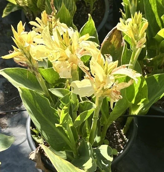 Canna Lily California Yellow 2 Live Plant Bulbs – Tall Green Foliage Canna Lily California Yellow 2 Live Plant Bulbs – Tall Green Foliage - Image 1