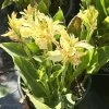 Canna Lily California Yellow Live Plant - Tall Flower Bulb Bush Canna Lily California Yellow Live Plant - Tall Flower Bulb Bush - Image 1