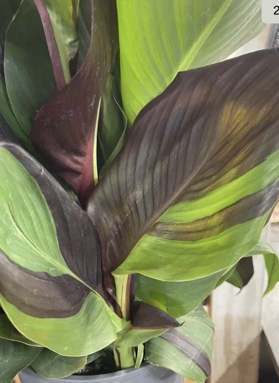 Canna Lily Cleopatra Bulb Live Plant Variegated Red Yellow Bloom Canna Lily Cleopatra Bulb Live Plant Variegated Red Yellow Bloom - Image 2