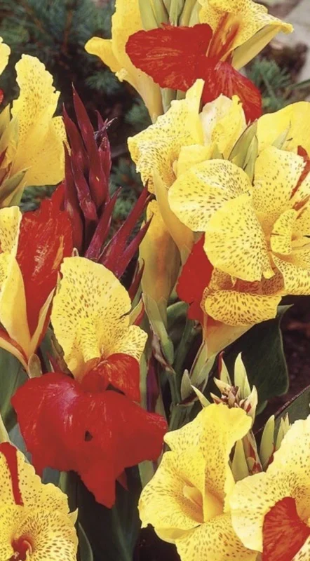 Canna Lily Cleopatra Bulb Live Plant Variegated Red Yellow Bloom Canna Lily Cleopatra Bulb Live Plant Variegated Red Yellow Bloom - Image 3