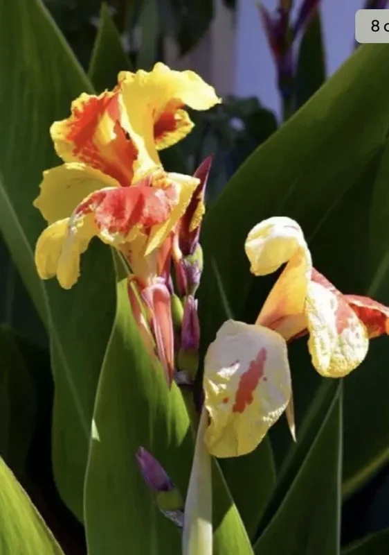 Canna Lily Cleopatra Bulb Live Plant Variegated Red Yellow Bloom Canna Lily Cleopatra Bulb Live Plant Variegated Red Yellow Bloom - Image 4